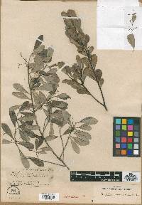 Torralbasia cuneifolia subsp. cuneifolia image