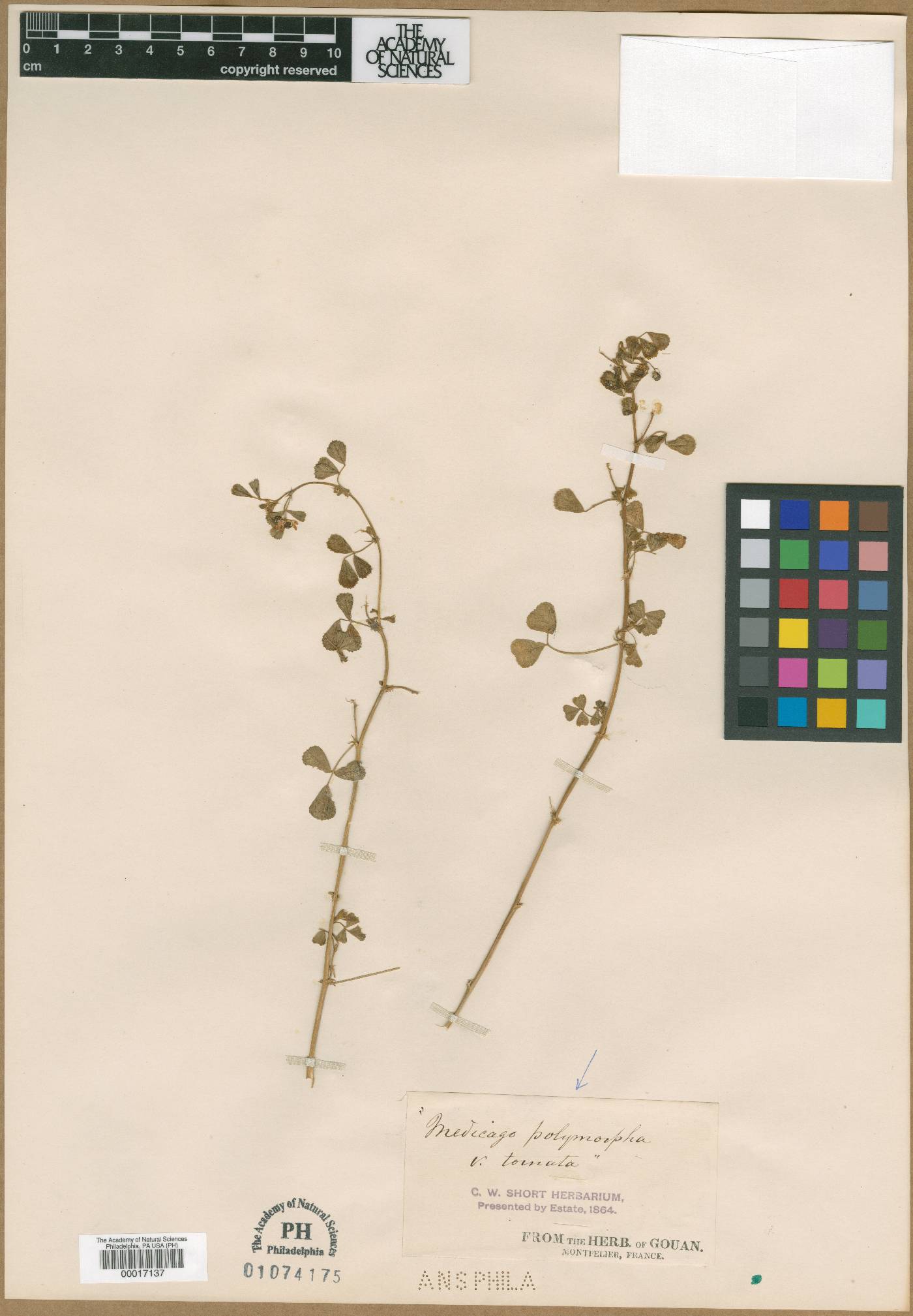 Medicago tornata image