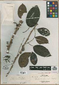 Catanthera tawaensis image