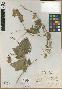 Media resource of Meibomia crotalum