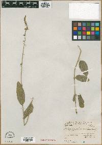 Media resource of Meibomia microcarpa