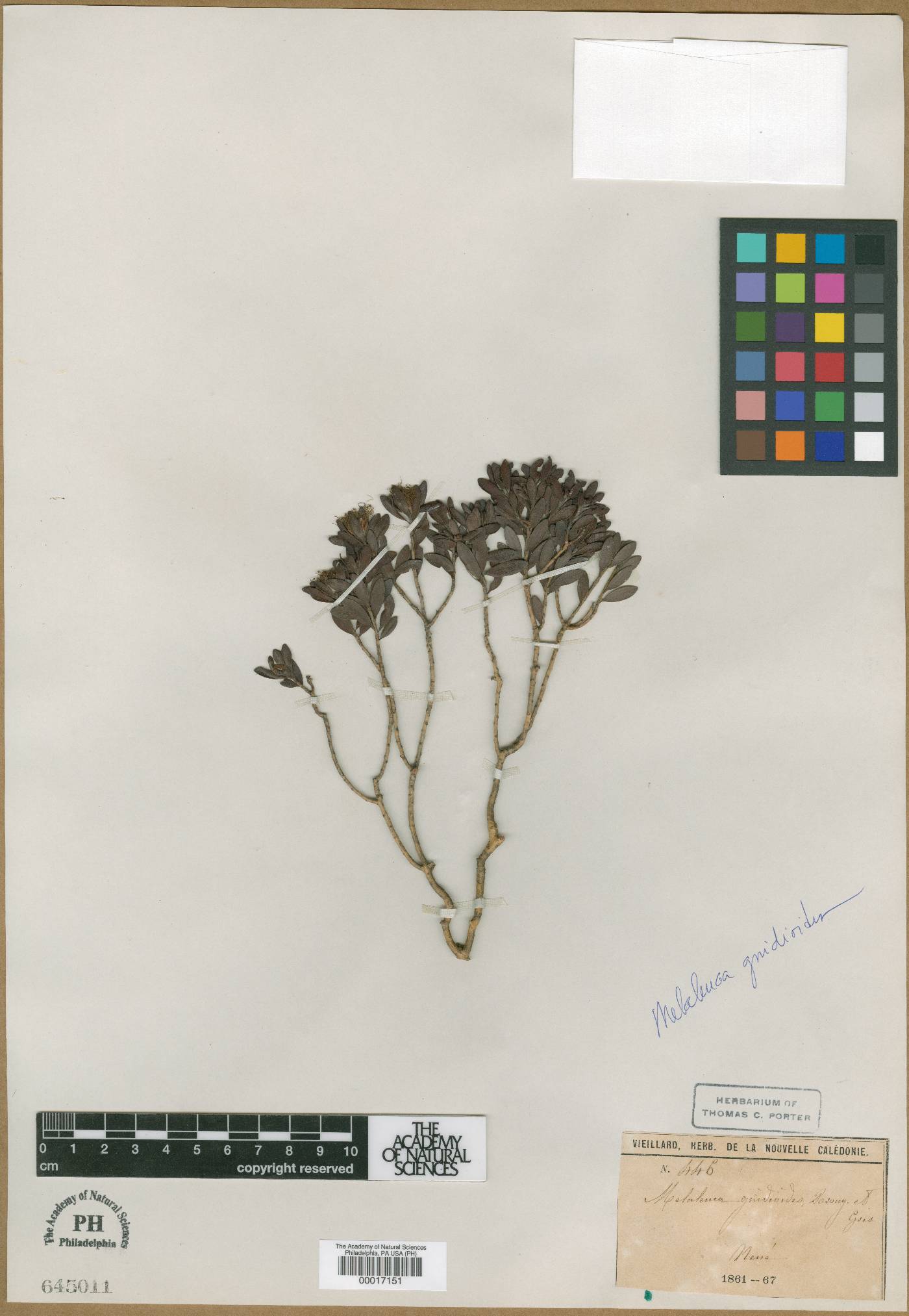 Melaleuca gnidioides image