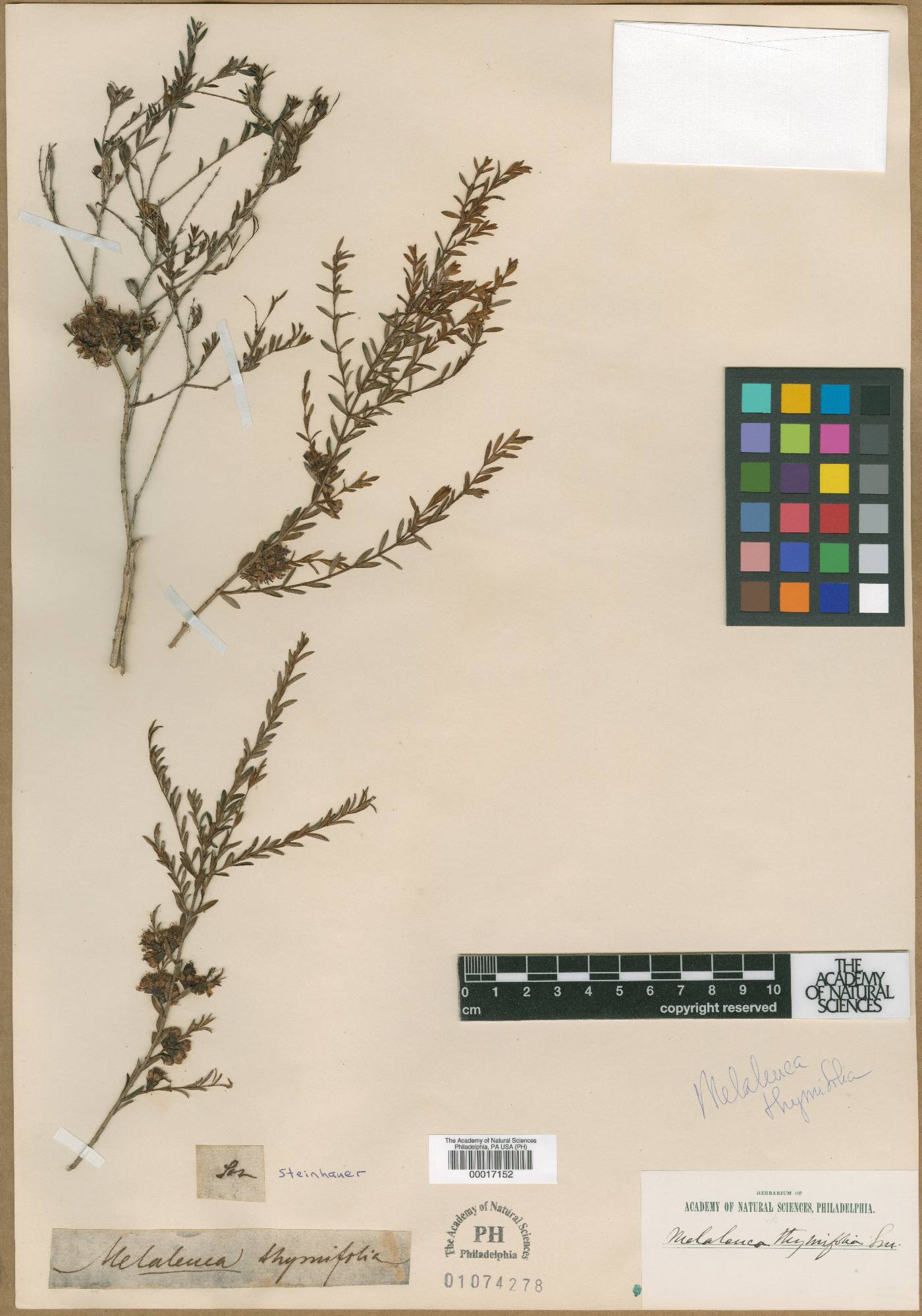 Melaleuca thymifolia image