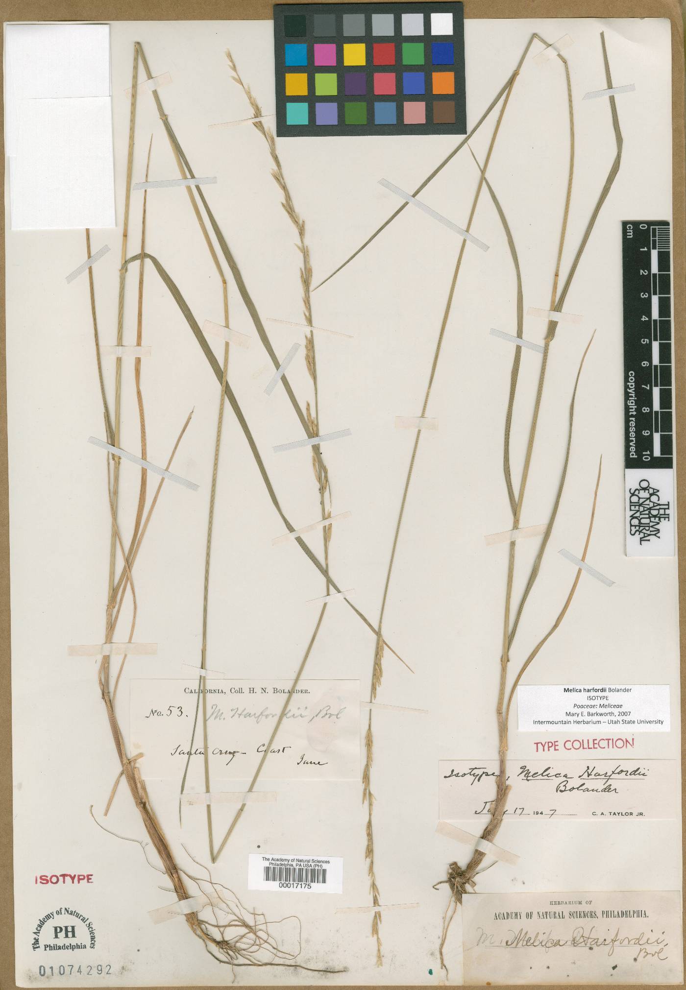 Melica harfordii image