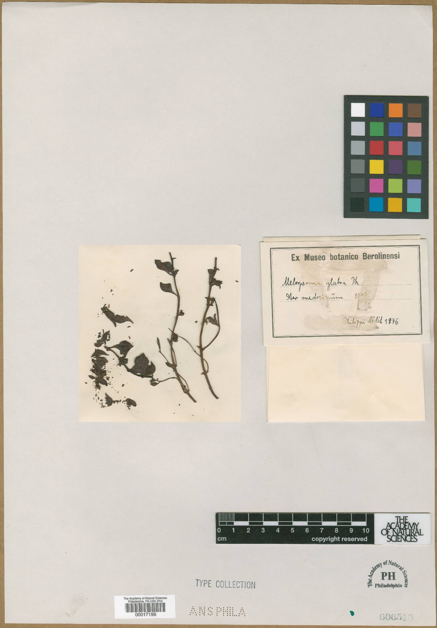 Melosperma image