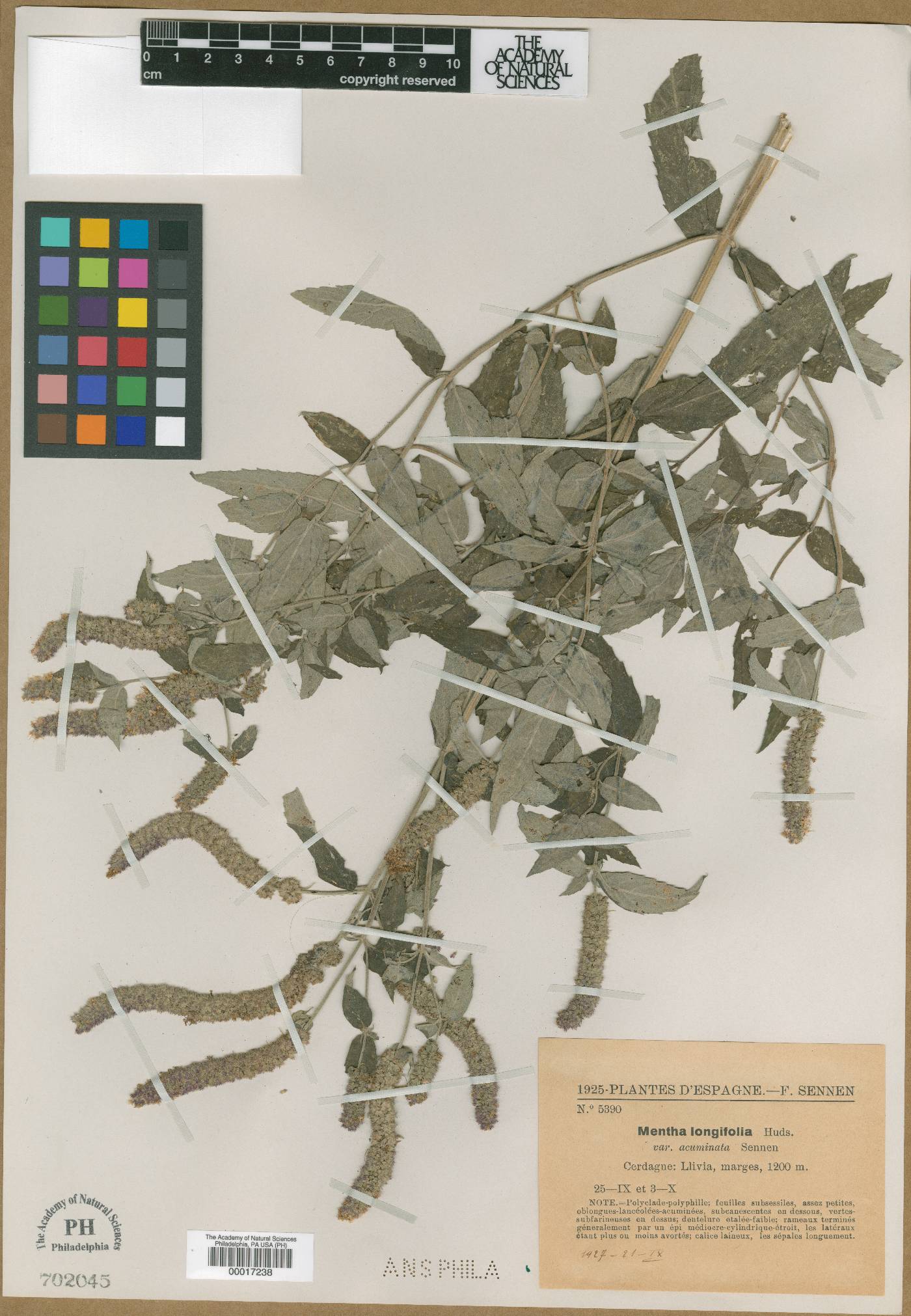 Mentha longifolia subsp. longifolia image
