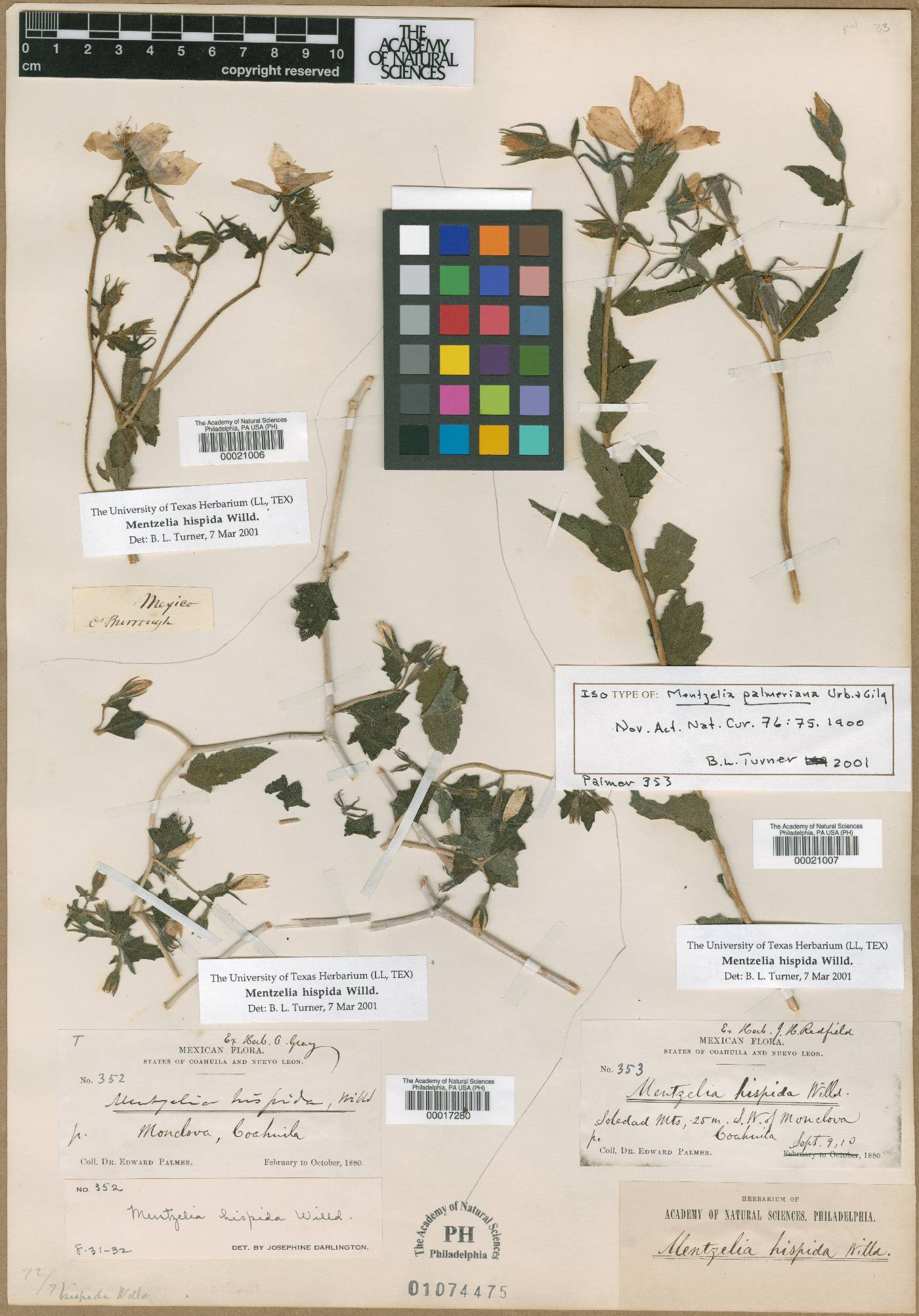 Mentzelia hispida image