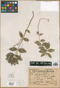 Mercurialis ovata image