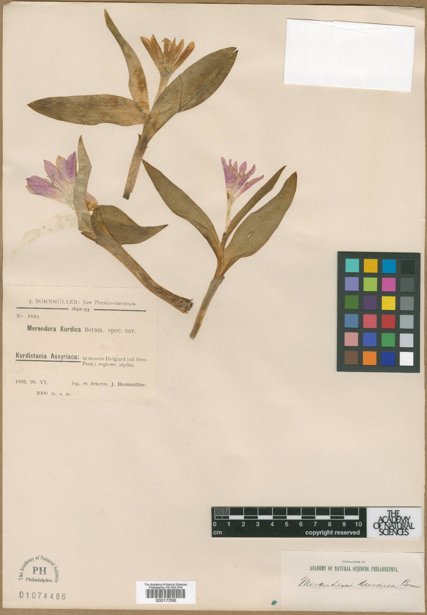 Colchicum kurdicum image