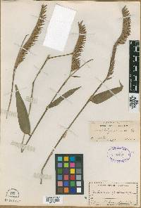 Image of Merostachys speciosa