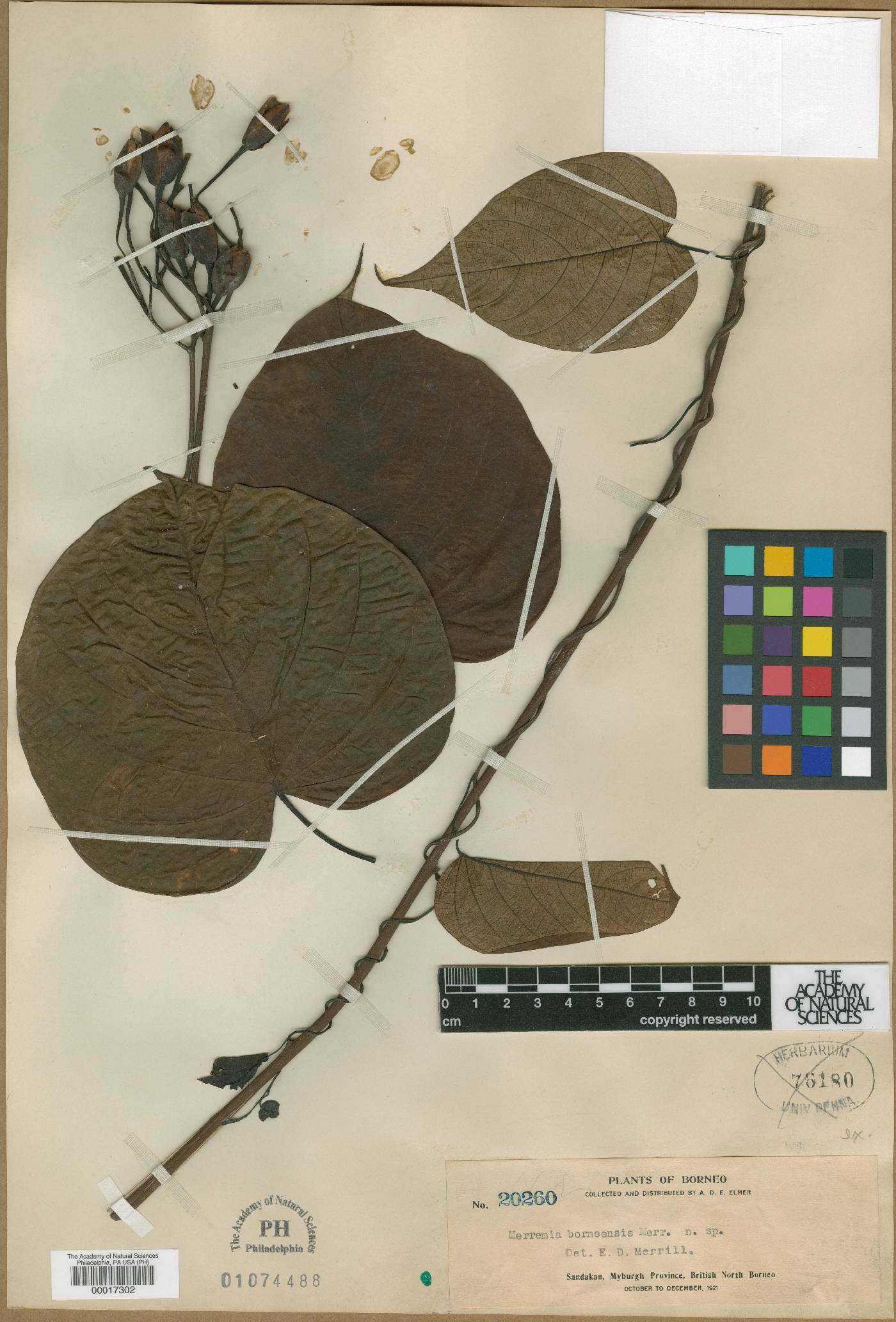 Decalobanthus borneensis image