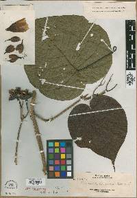 Decalobanthus borneensis image