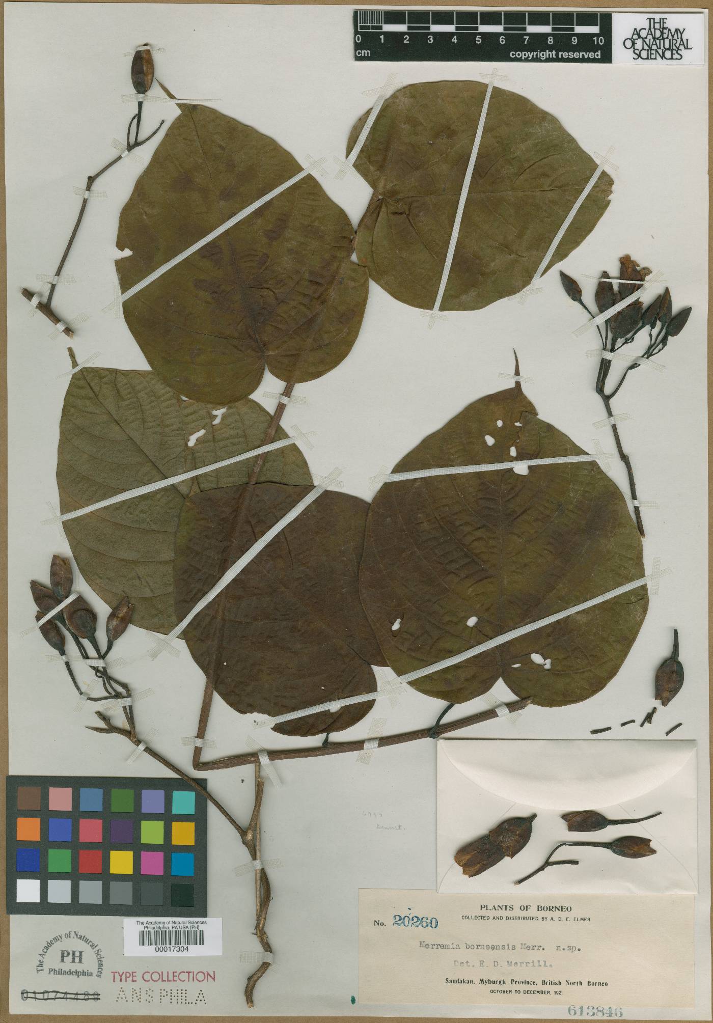 Decalobanthus borneensis image