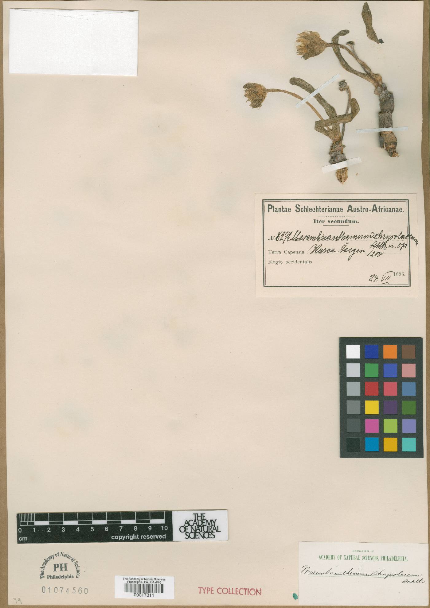 Monilaria chrysoleuca image