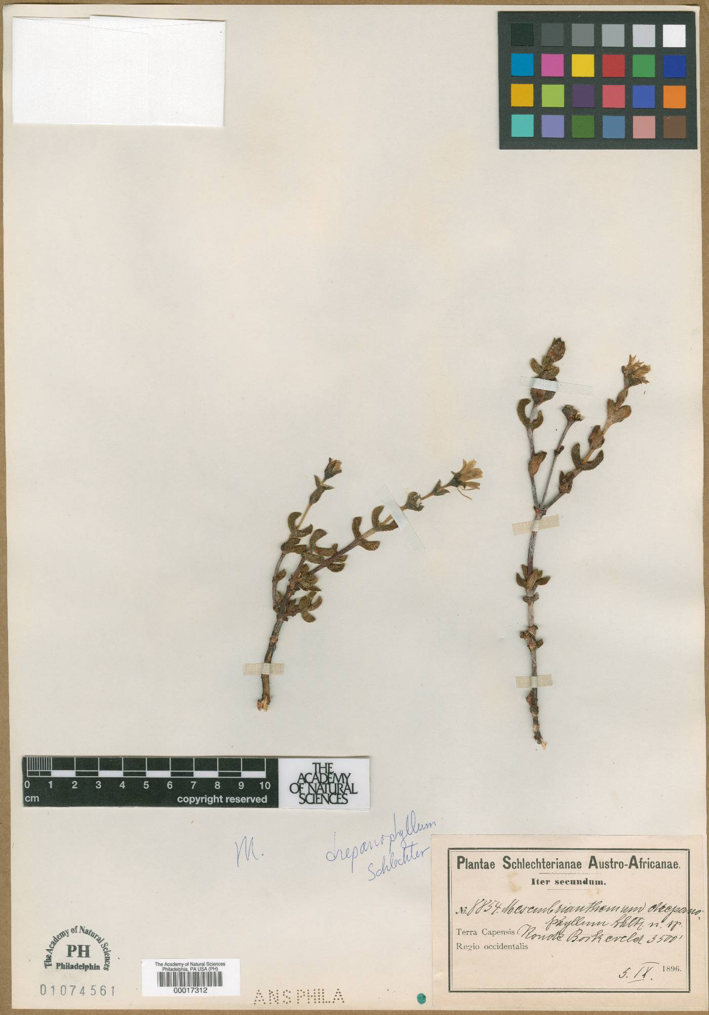 Esterhuysenia drepanophylla image