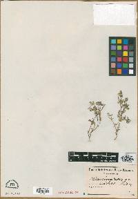 Image of Drosanthemum ramosissimum