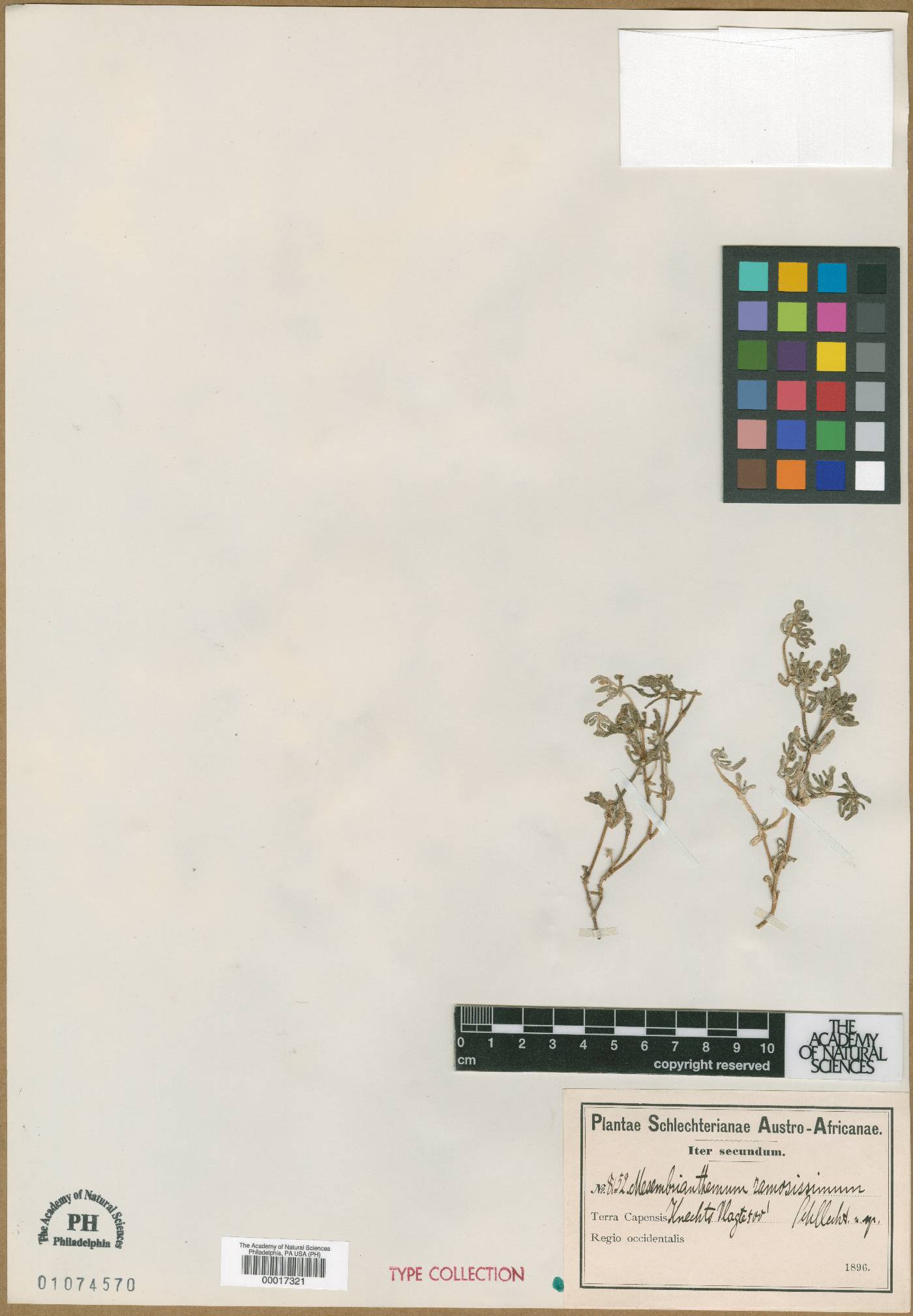 Drosanthemum ramosissimum image