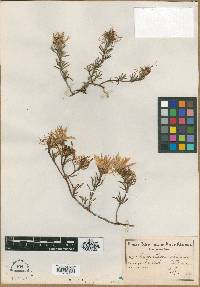 Image of Mesembryanthemum sabulosum