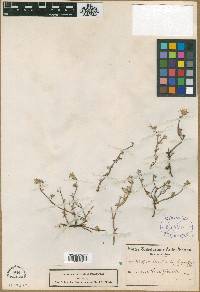 Image of Drosanthemum schoenlandianum