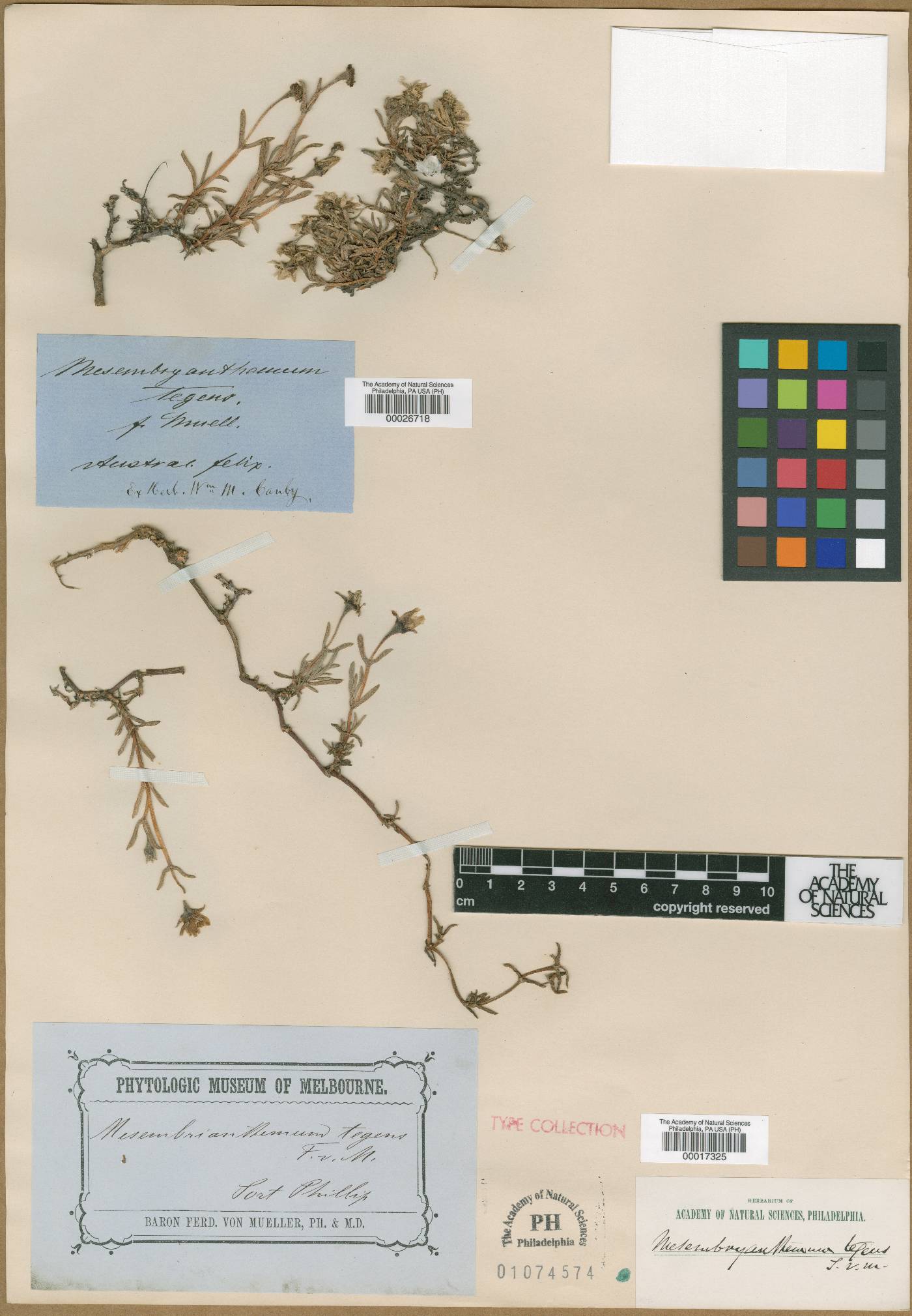 Lampranthus tegens image