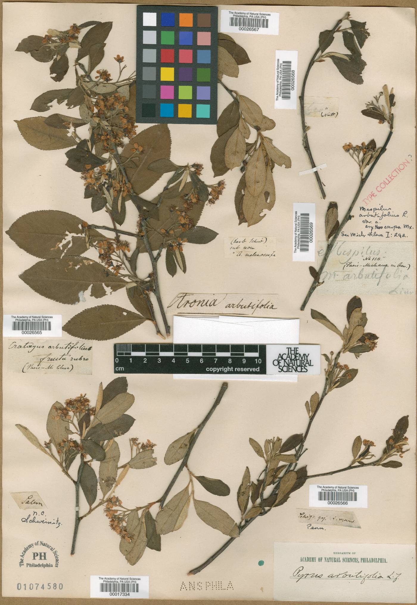 Mespilus arbutifolia var. erythrocarpa image