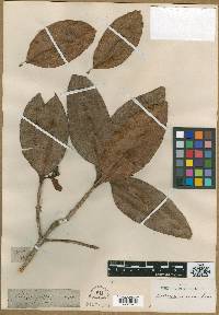 Image of Xanthostemon verus