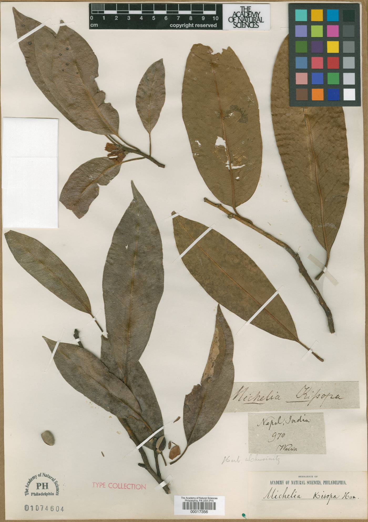 Magnolia kisopa image