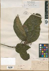 Miconia boliviensis image