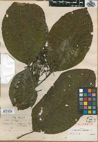 Miconia boliviensis image