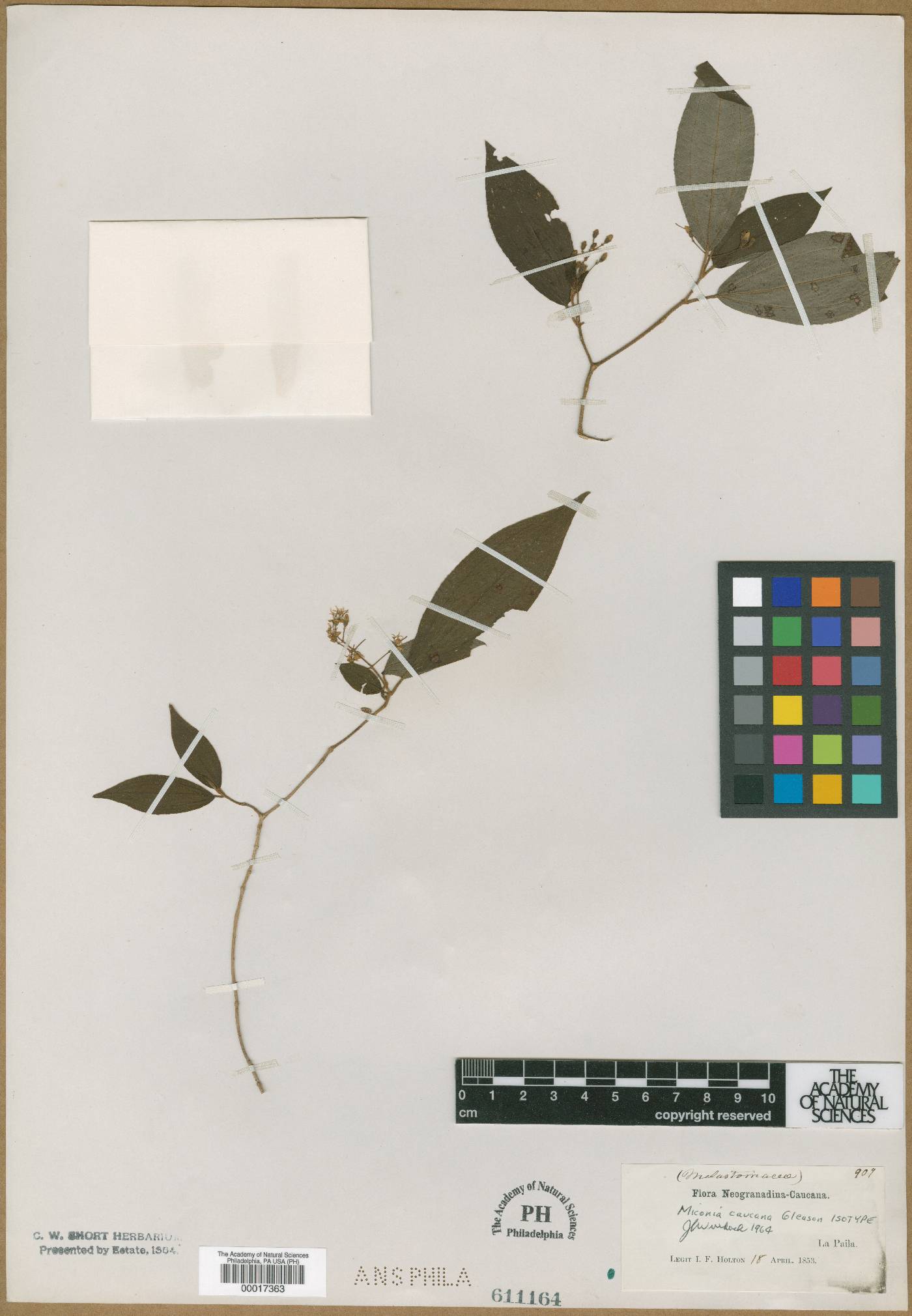 Miconia caucana image