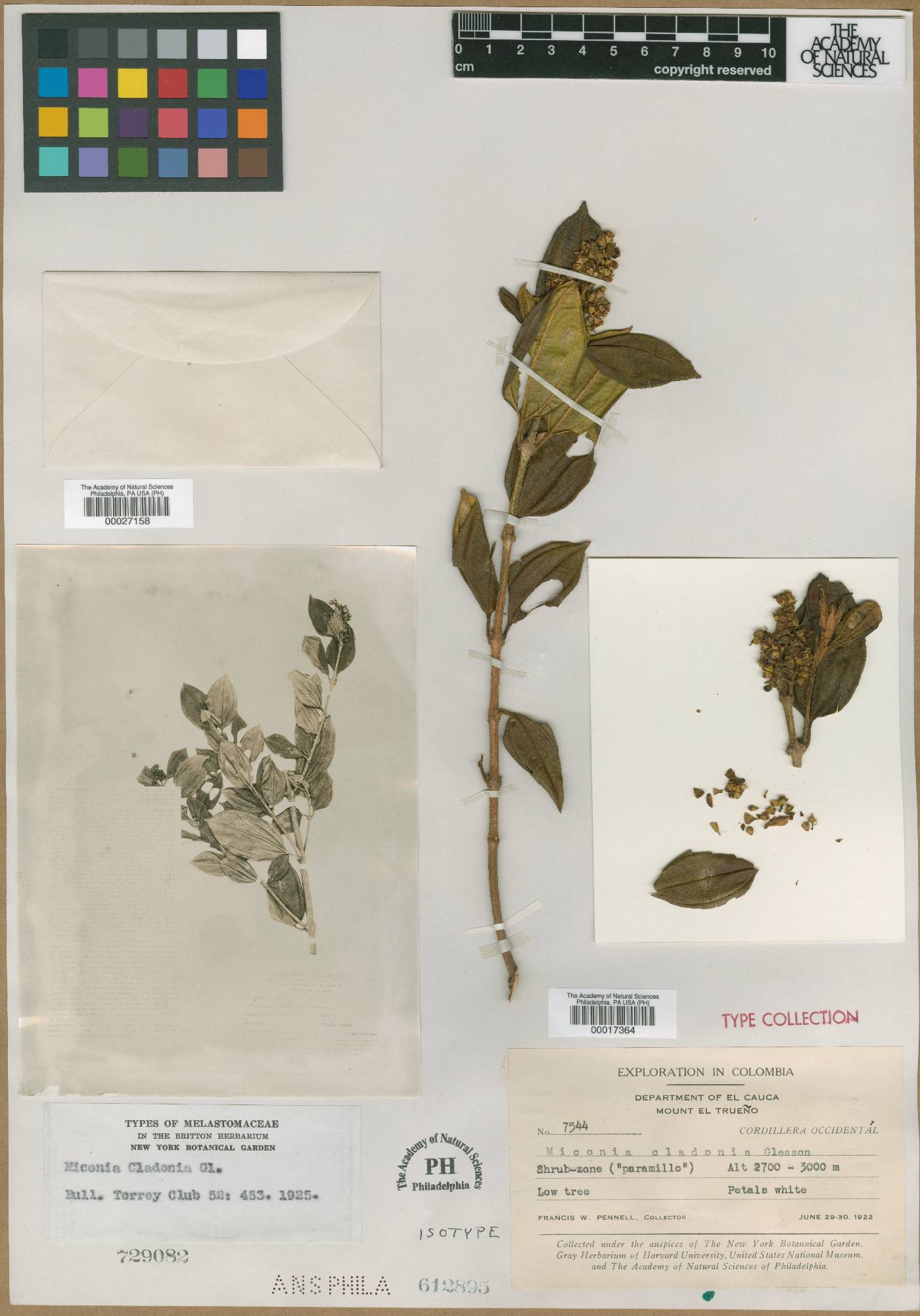 Miconia cladonia image