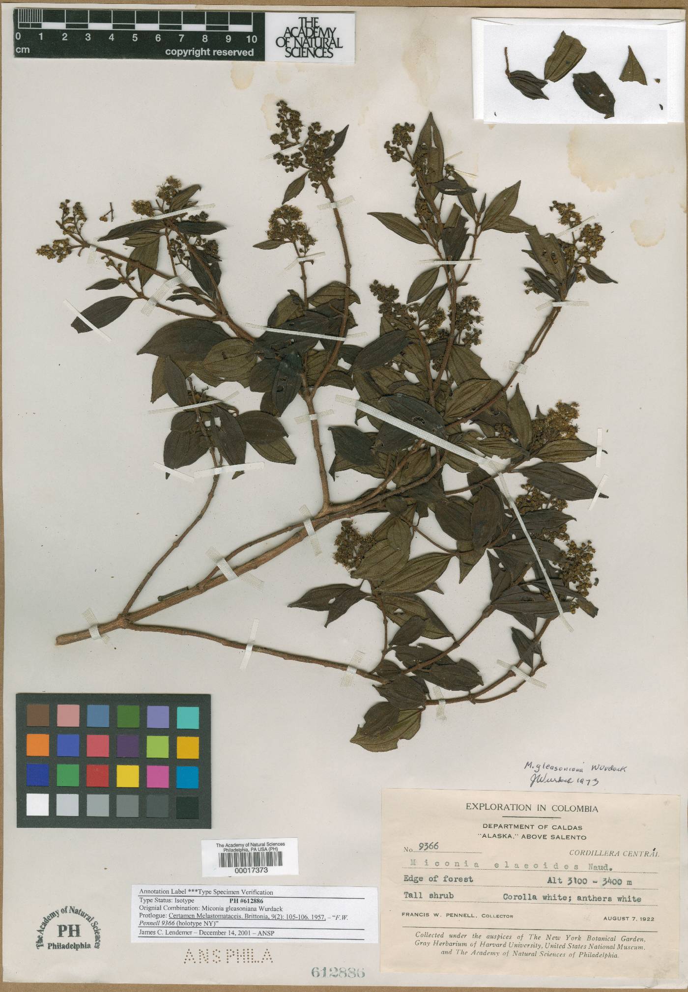 Miconia gleasoniana image