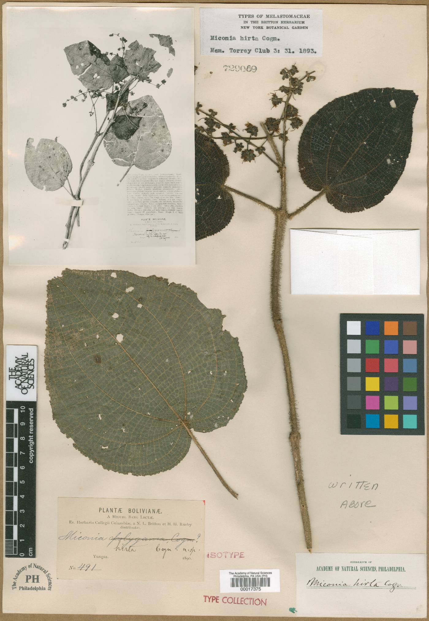 Miconia hirta image