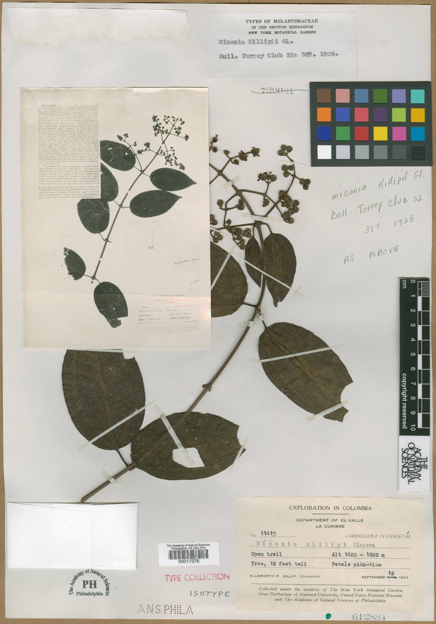 Miconia loreyoides image
