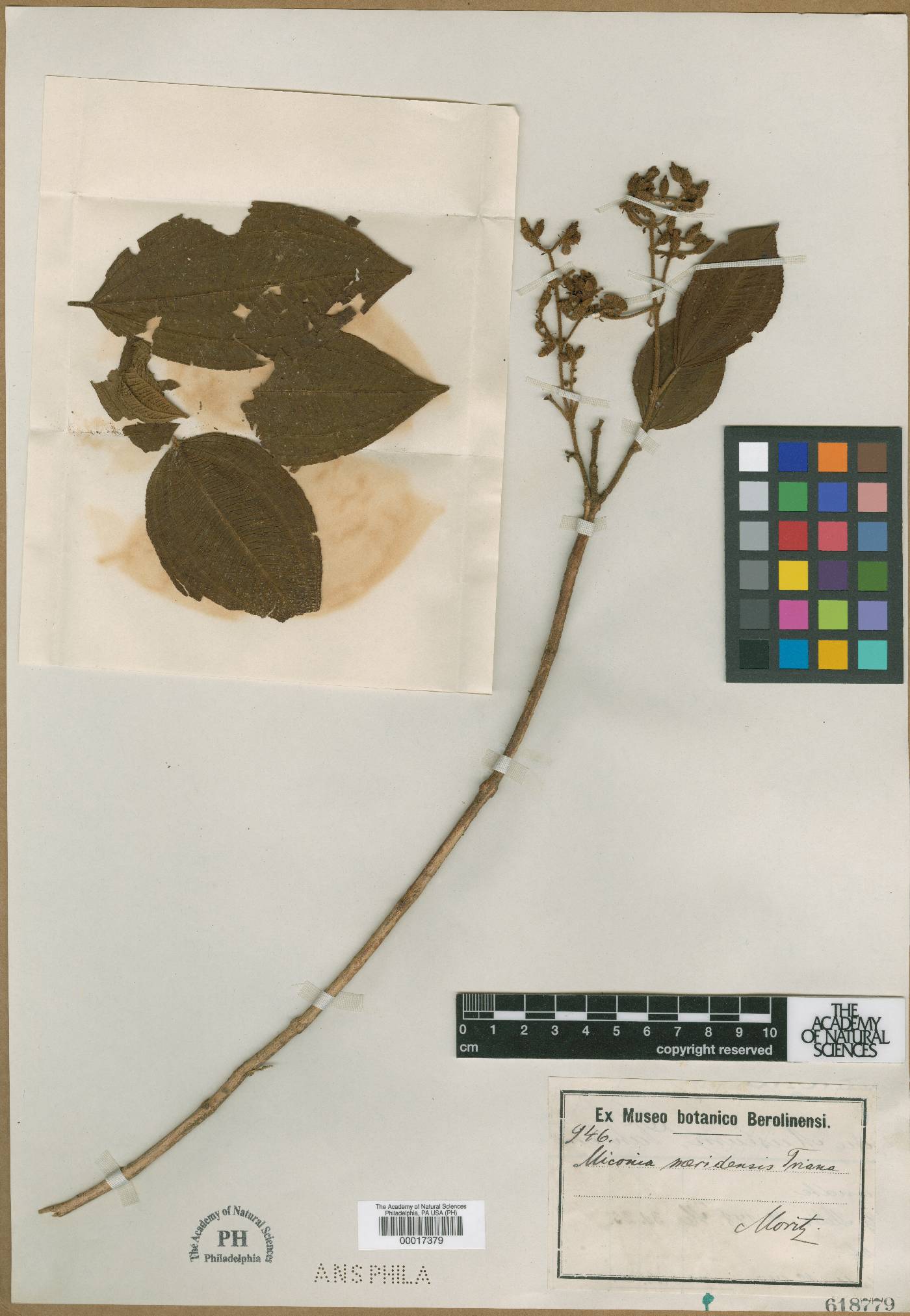 Miconia meridensis image