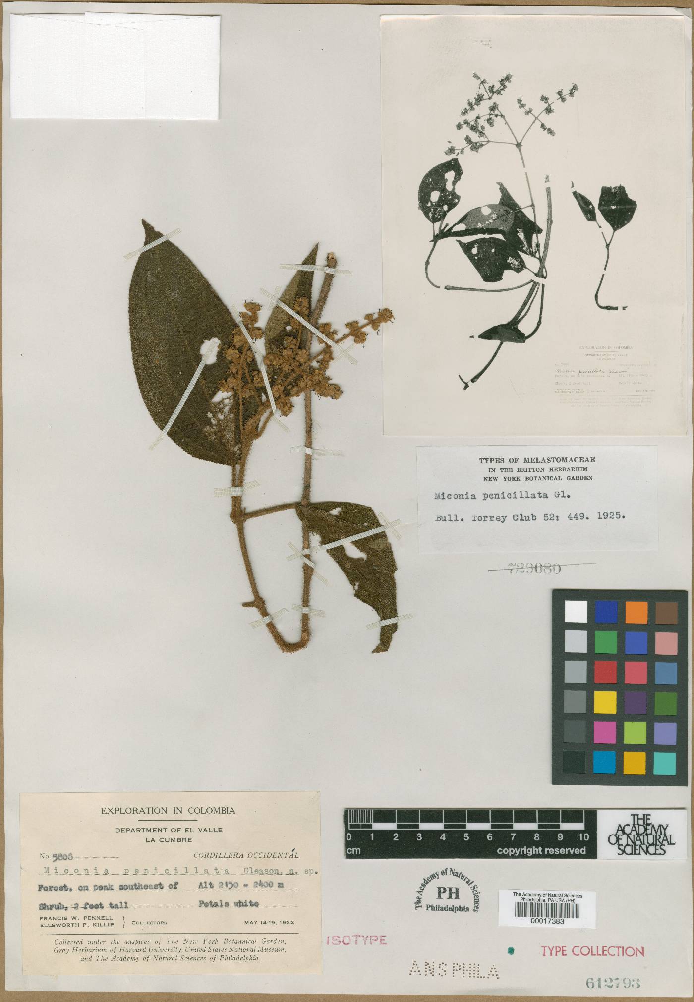 Miconia penicillata image