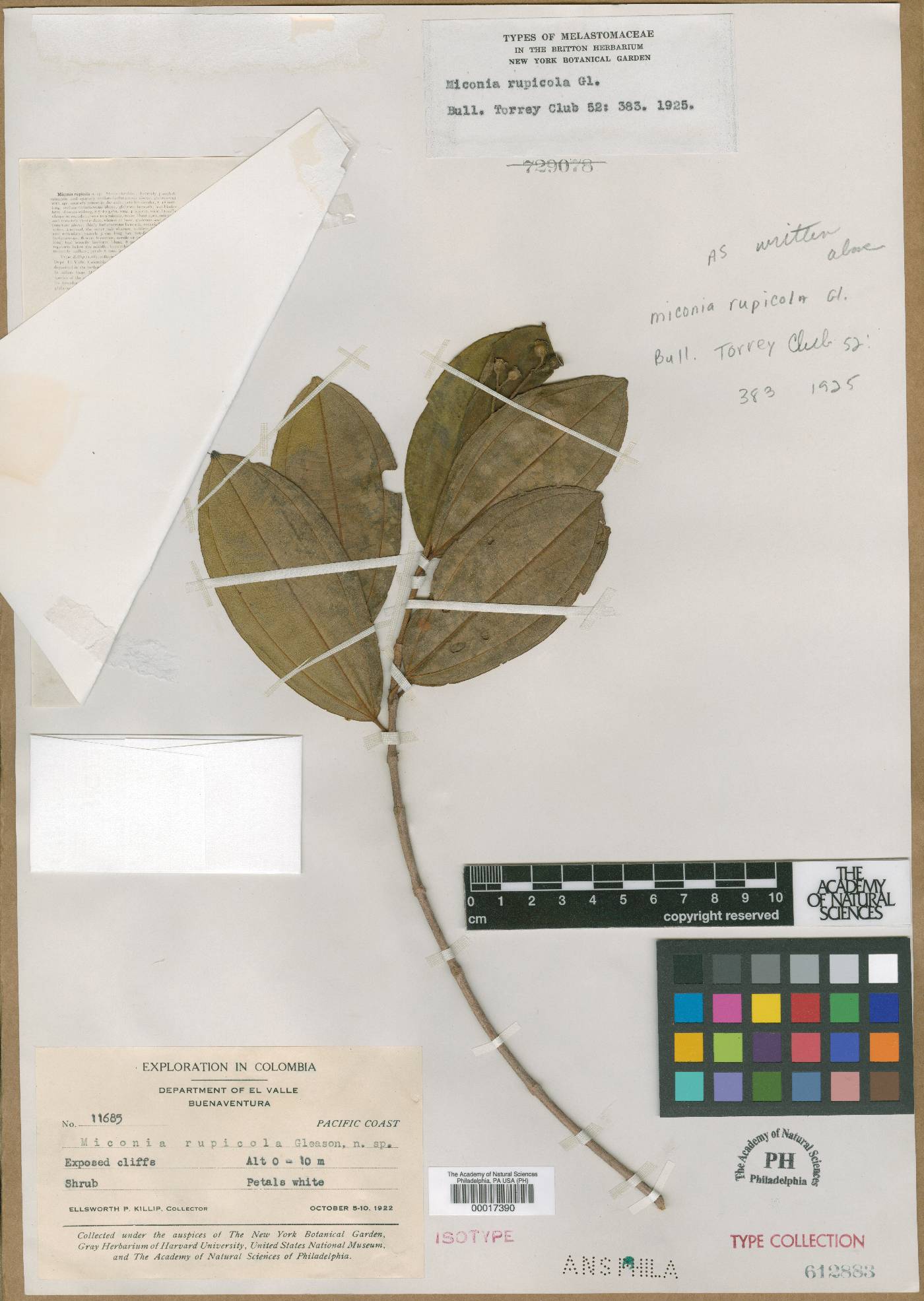 Miconia rupicola image