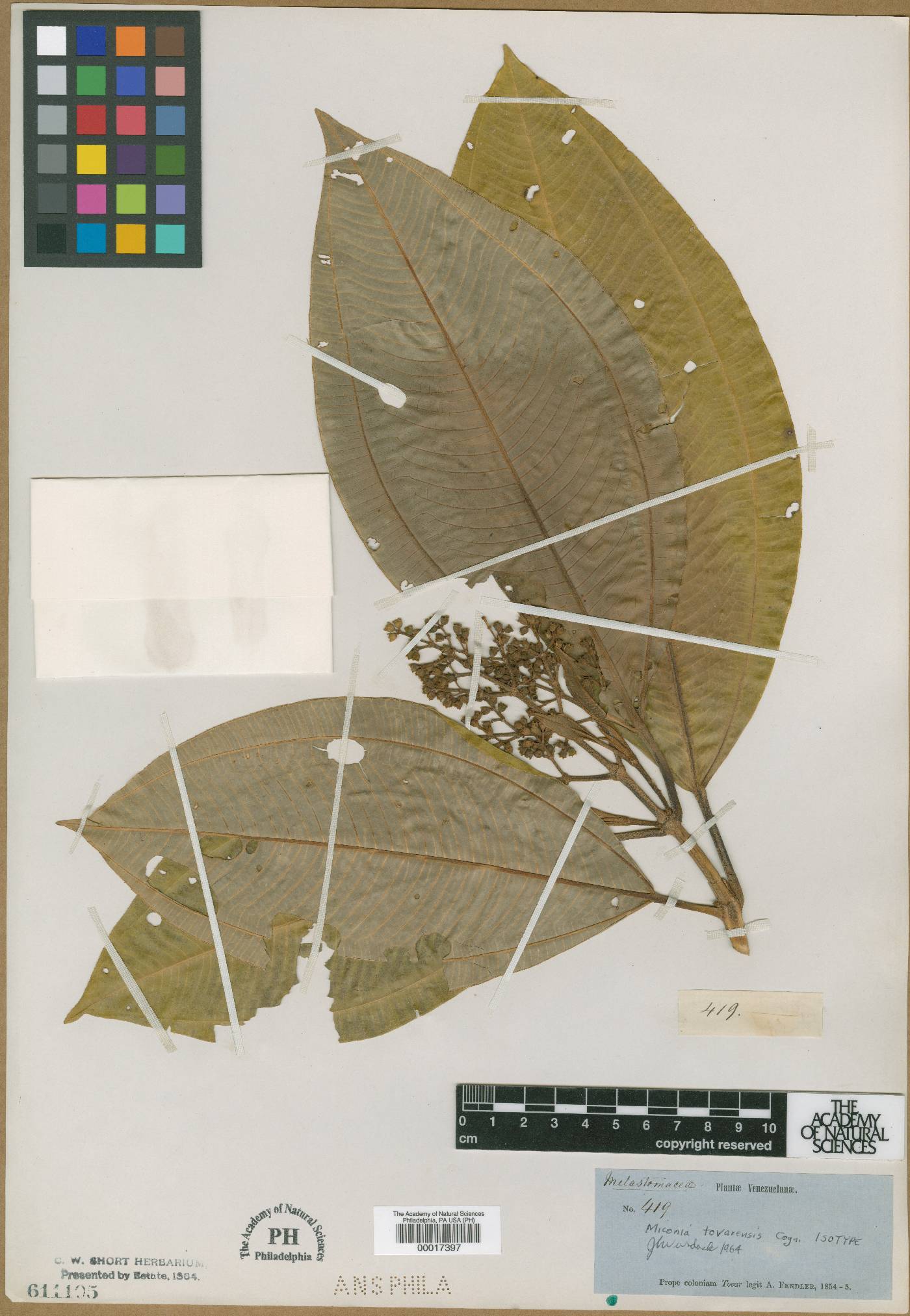 Miconia tovarensis image