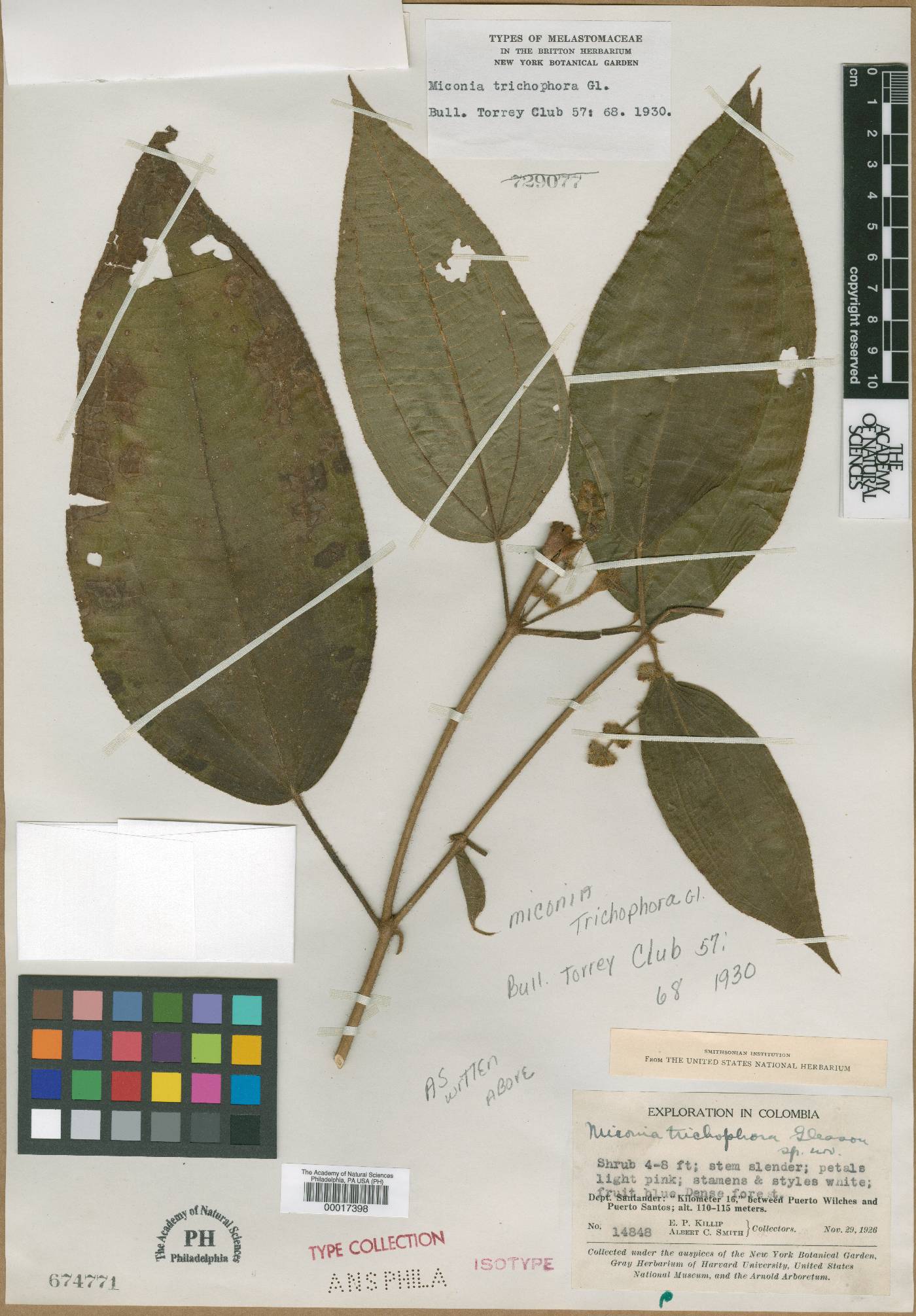 Miconia trichophora image