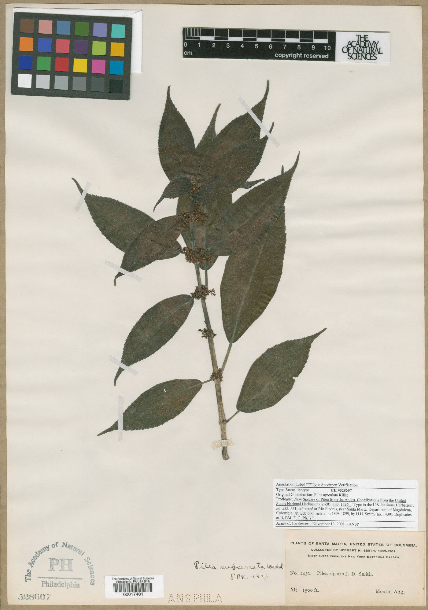 Pilea apiculata image