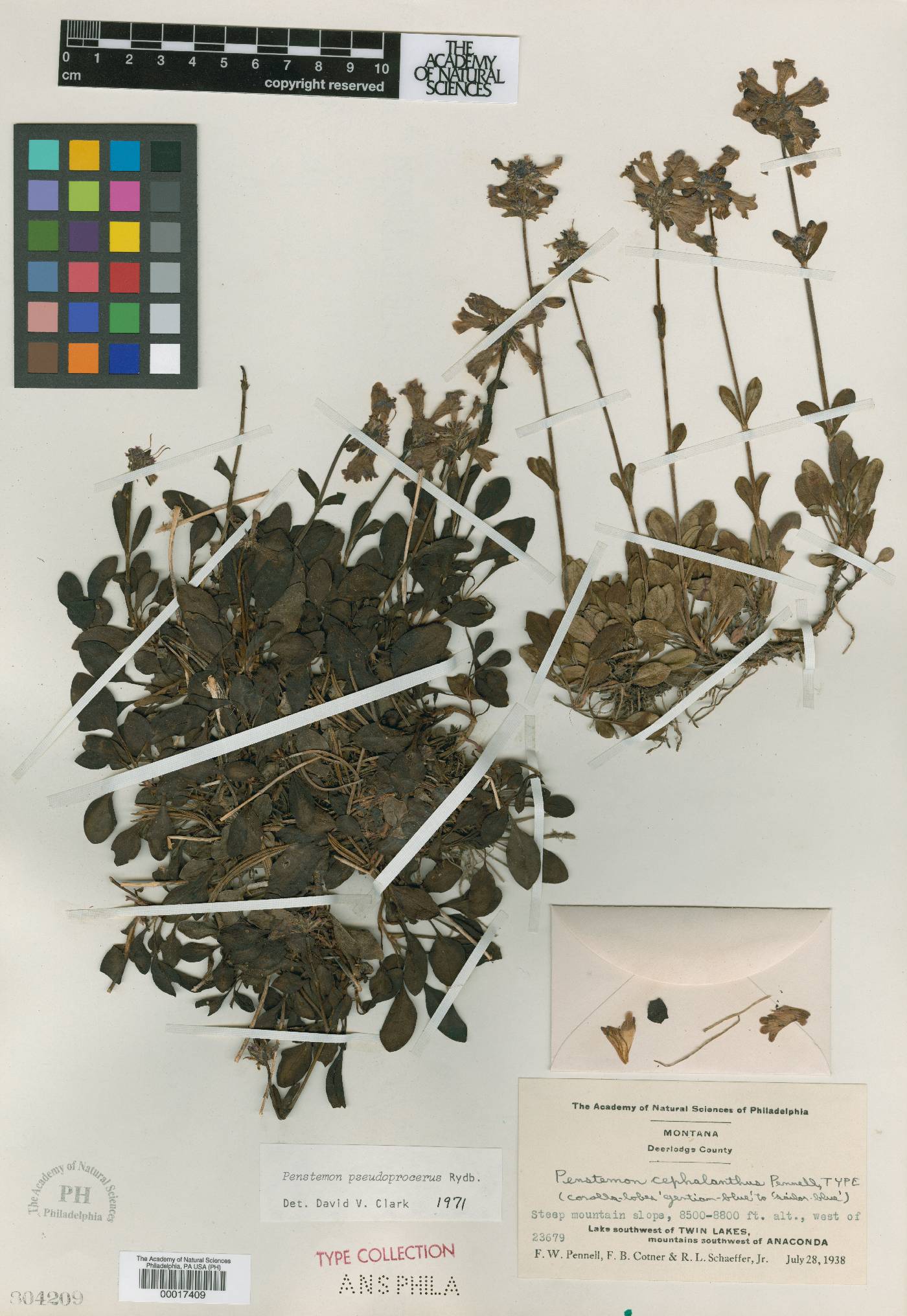 Penstemon cephalanthus image