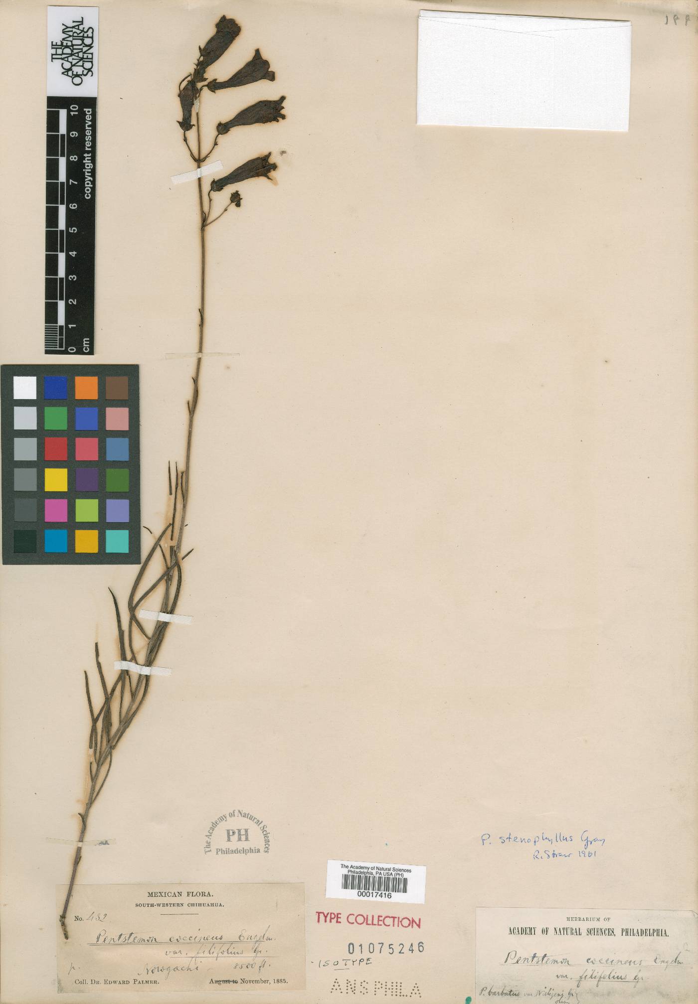 Penstemon coccineus image