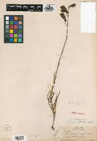 Penstemon coccineus image