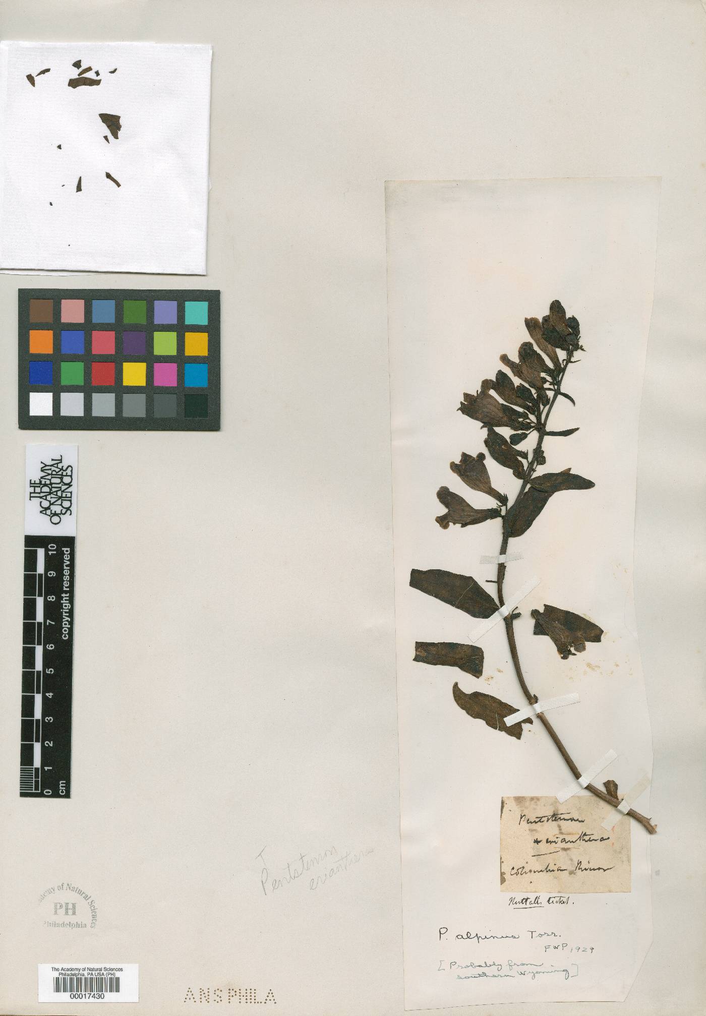 Penstemon eriantherus image