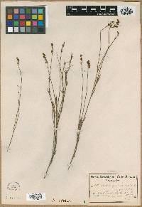 Image of Leptocarpus rigidus