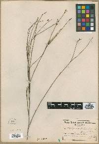 Leptocarpus rigidus image