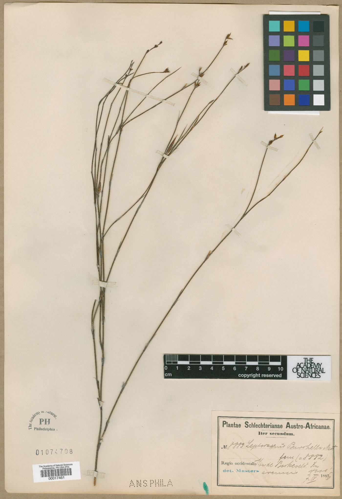Leptocarpus image