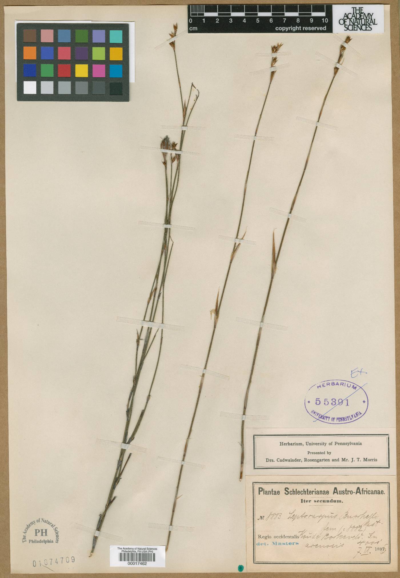 Leptocarpus rigidus image