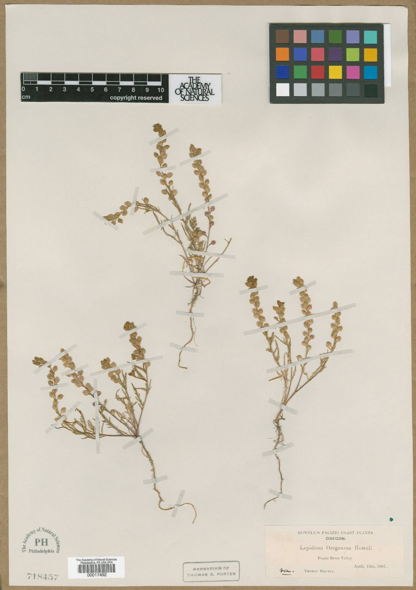 Lepidium oreganum image