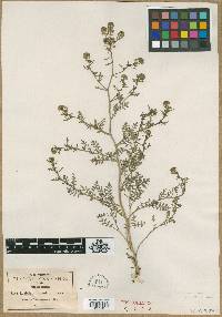 Lepidium granulare image